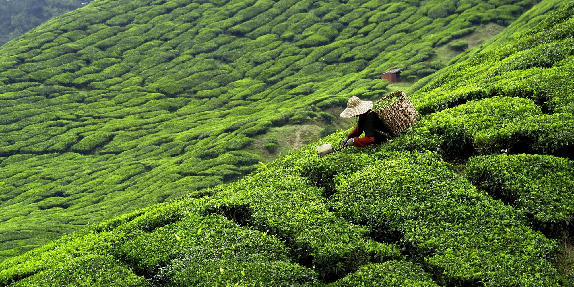 Teepflanze – was sie alles kann
